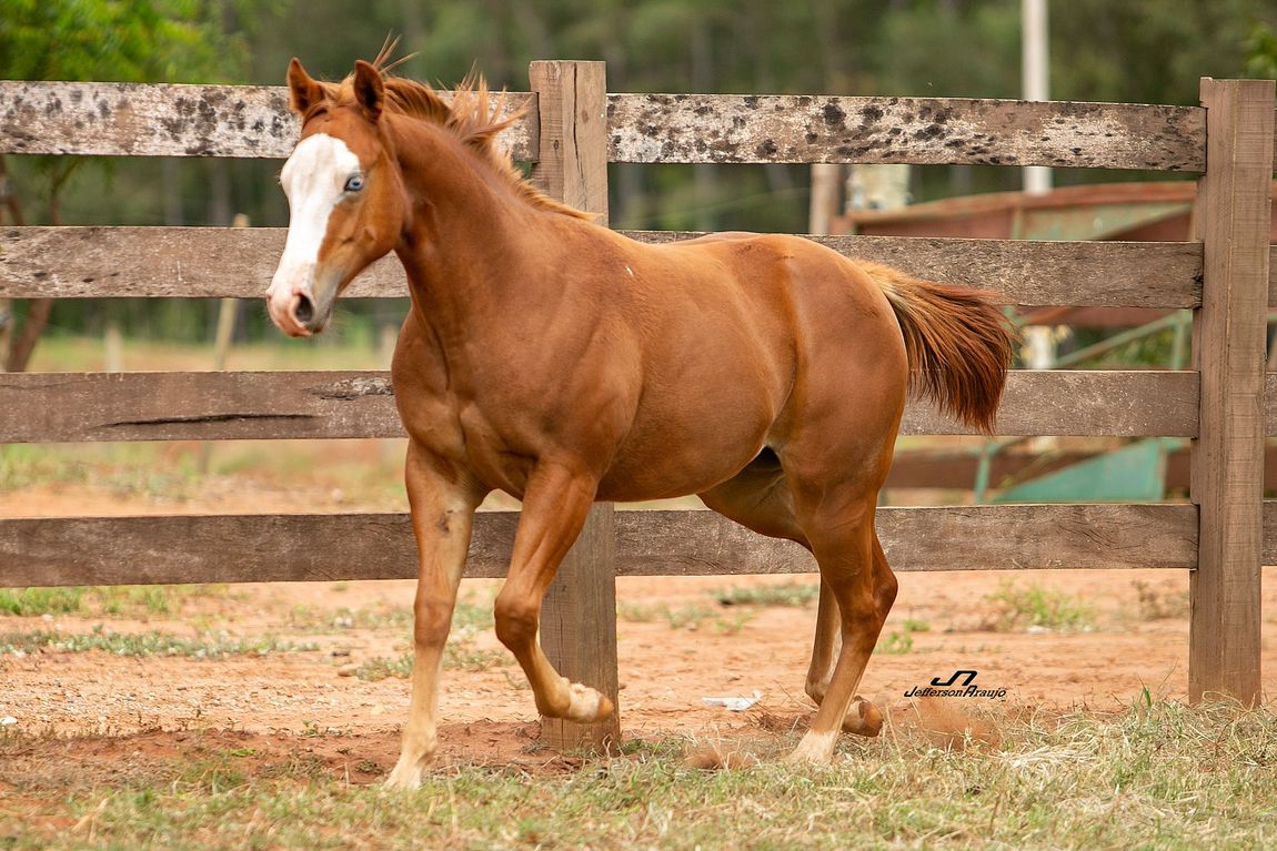 o quêe é cavalo com frente aberta?